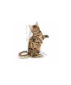 Royal Canin Sterilised Jelly Kısırlaştırılmış Kedi Yaş Maması 85 GR*12 Adet Royal Canin Sterilised Jelly Kısırlaştırılmış Kedi Yaş Maması 85 GR*12 Adet