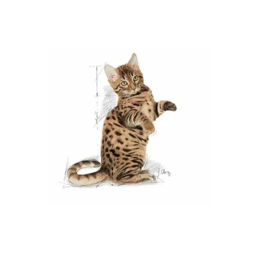 Royal Canin Sterilised Jelly Kısırlaştırılmış Kedi Yaş Maması 85 GR*12 Adet Royal Canin Sterilised Jelly Kısırlaştırılmış Kedi Yaş Maması 85 GR*12 Adet