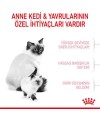 Royal Canin Babycat Yavru Kedi Maması 2 KG Royal Canin Babycat Yavru Kedi Maması 2 KG